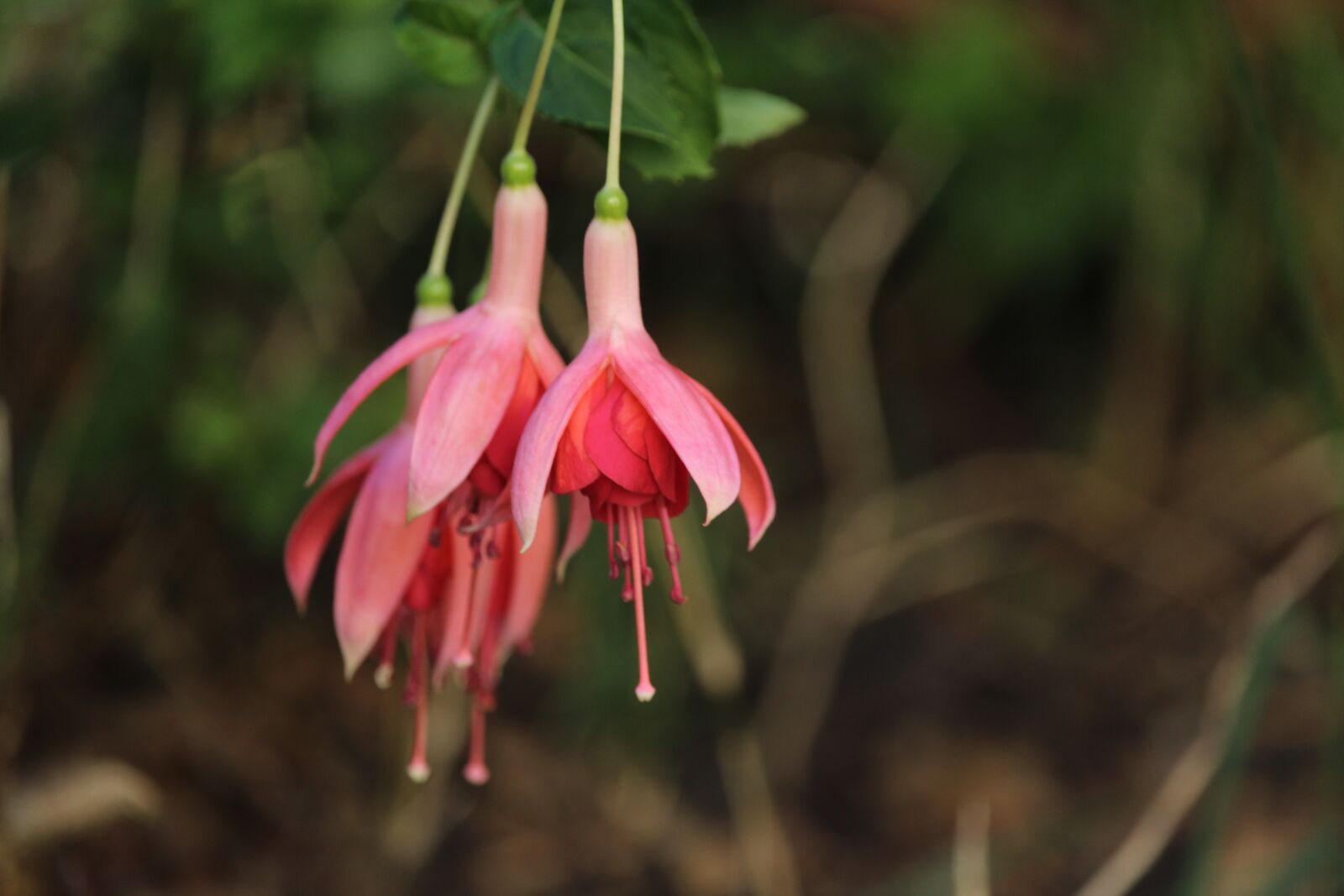 Canon EF-S 55-250mm F4-5.6 IS STM sample photo. Flowers, fuchsia, dancing photography