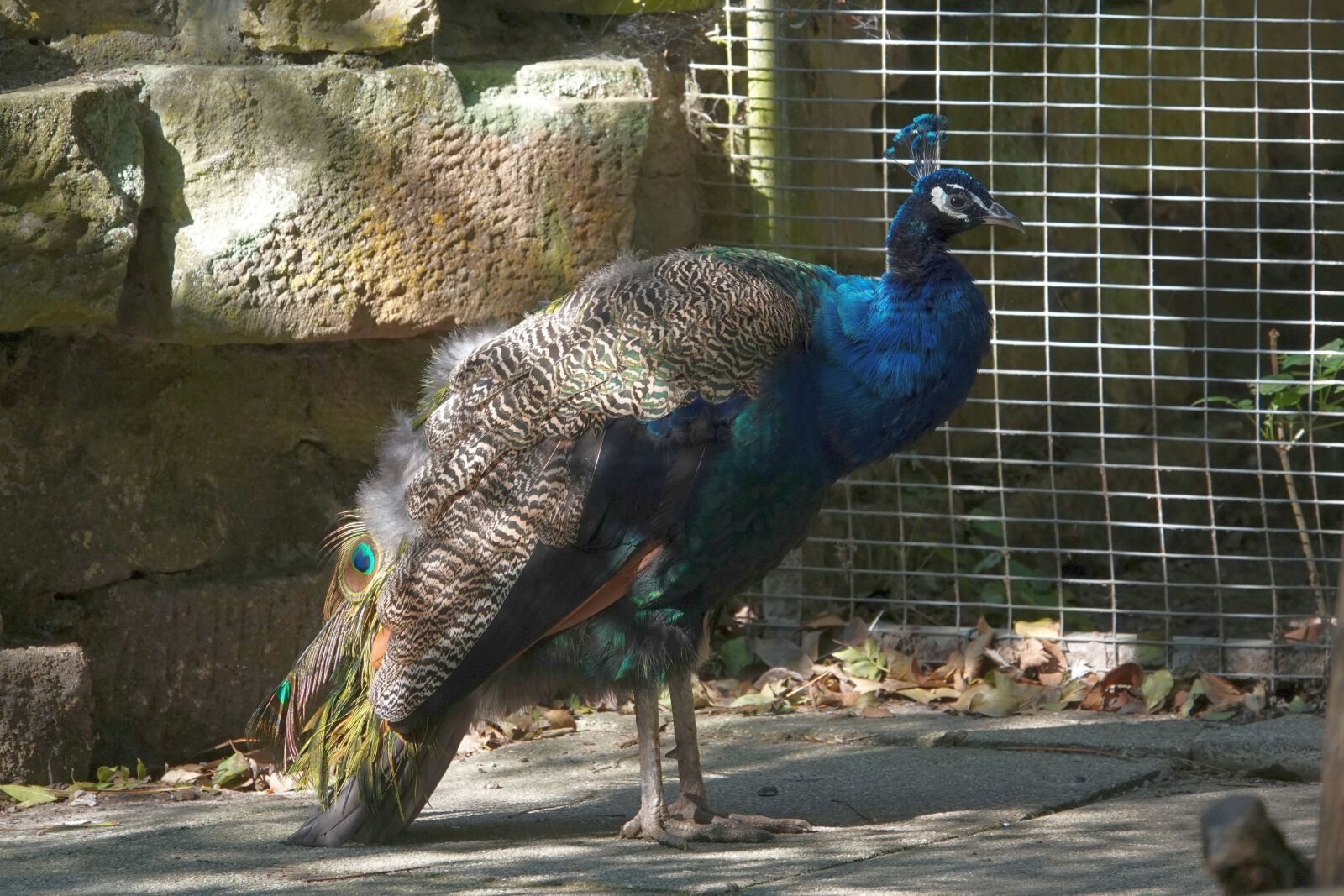 Sony Cyber-shot DSC-RX10 IV sample photo. Peacock, in the mauser photography