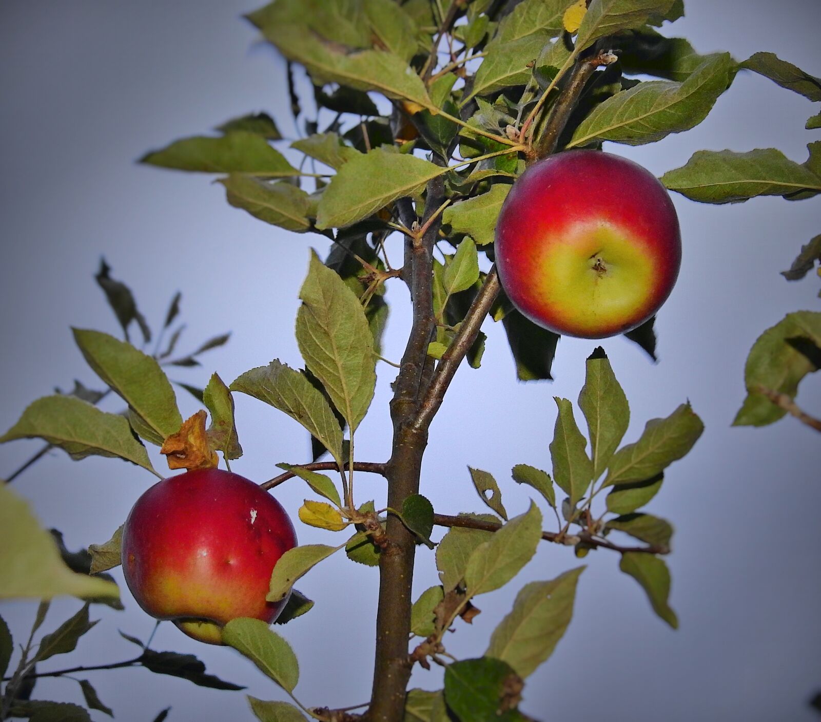 Nikon Coolpix P900 sample photo. Apple, apples, tree photography