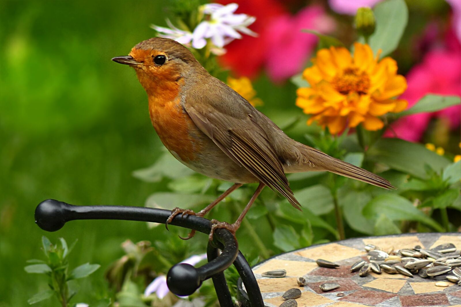 Panasonic Lumix DMC-FZ200 sample photo. Robin, erithacus rubecula, bird photography