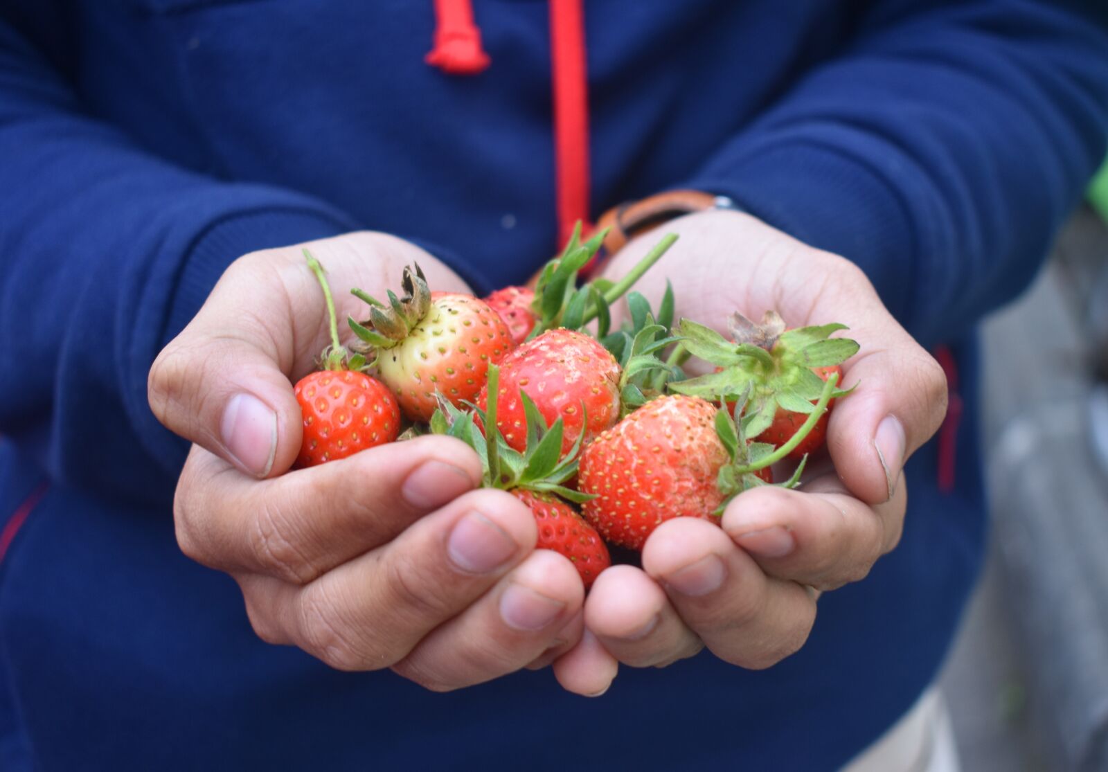 Nikon D3400 sample photo. Harvest, strawberry, fruit photography