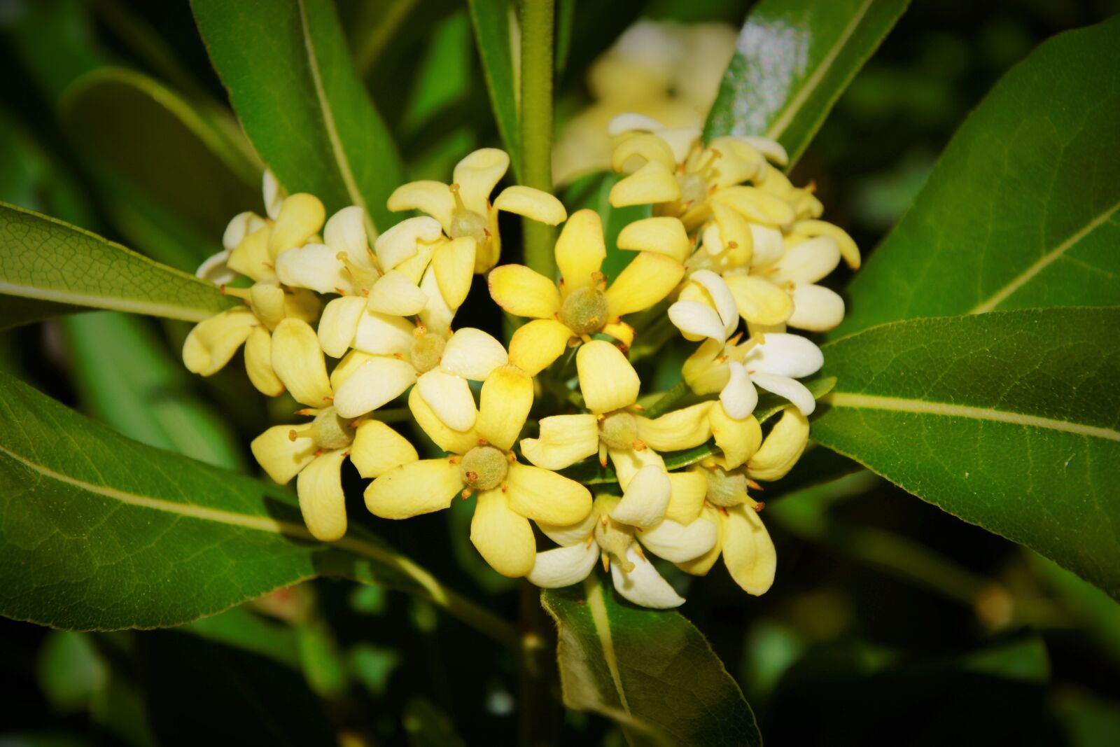 Nikon D5200 sample photo. Flowers, flower, nature photography