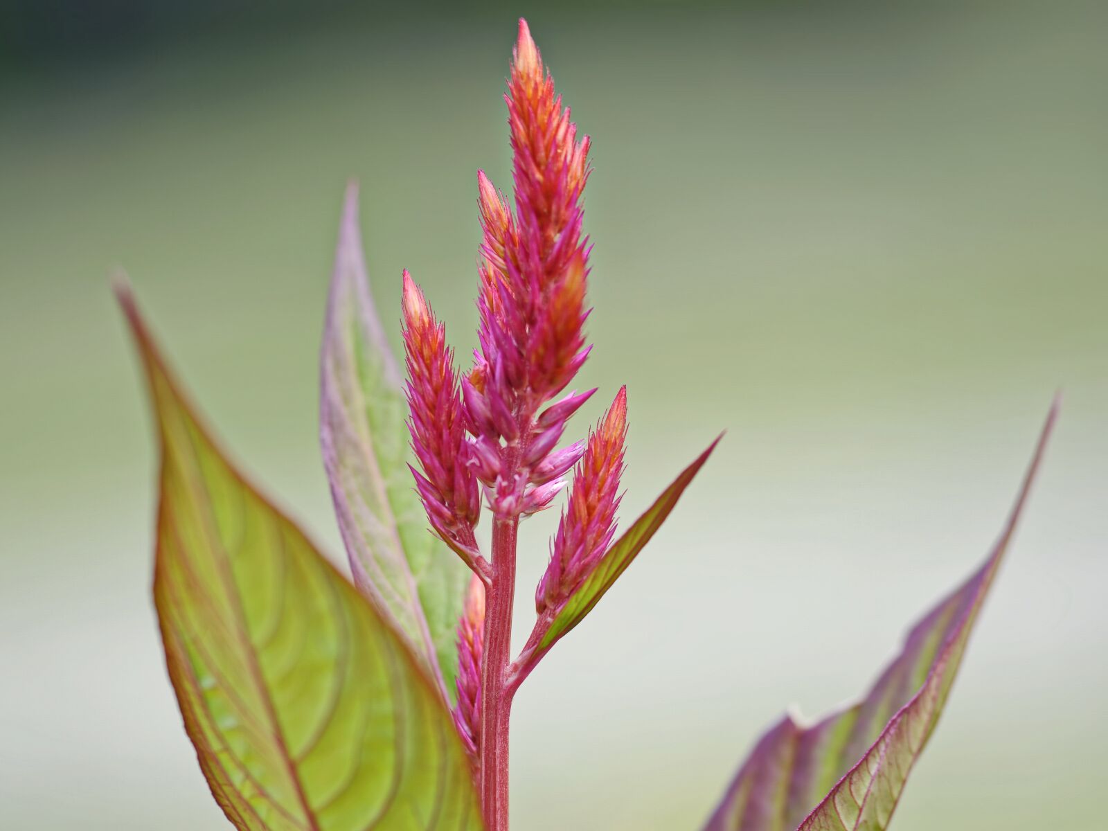 Nikon D5300 sample photo. Flower, red, garden photography