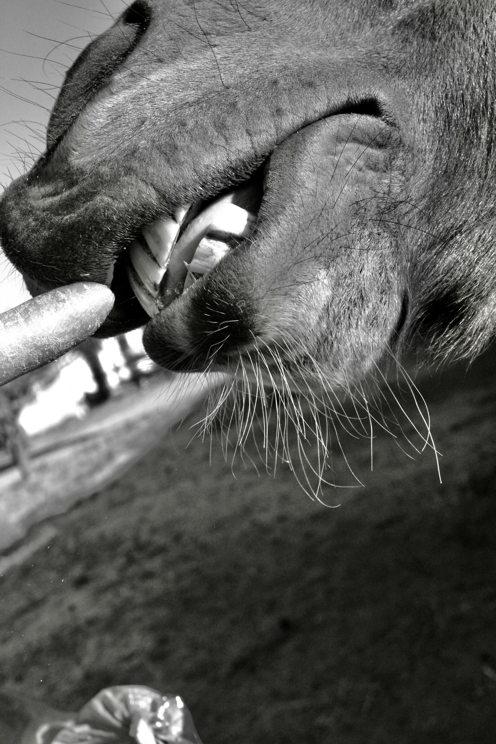 Canon EOS 4000D (EOS Rebel T100 / EOS 3000D) sample photo. Horse, teeth, equine photography