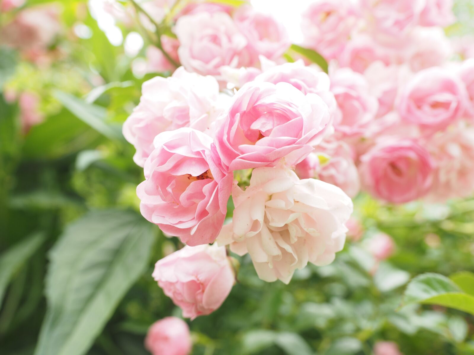Olympus OM-D E-M1 + Olympus M.Zuiko Digital ED 12-40mm F2.8 Pro sample photo. Roses, pink, light pink photography