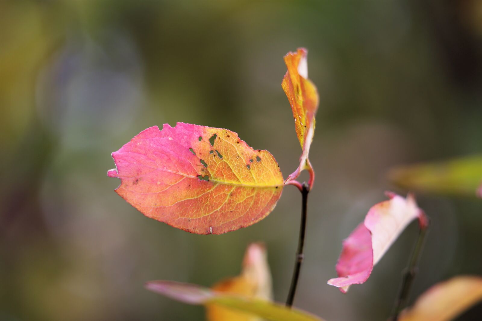 Canon EF 70-300 F4-5.6 IS II USM sample photo. Red leaf, branch, foliage photography
