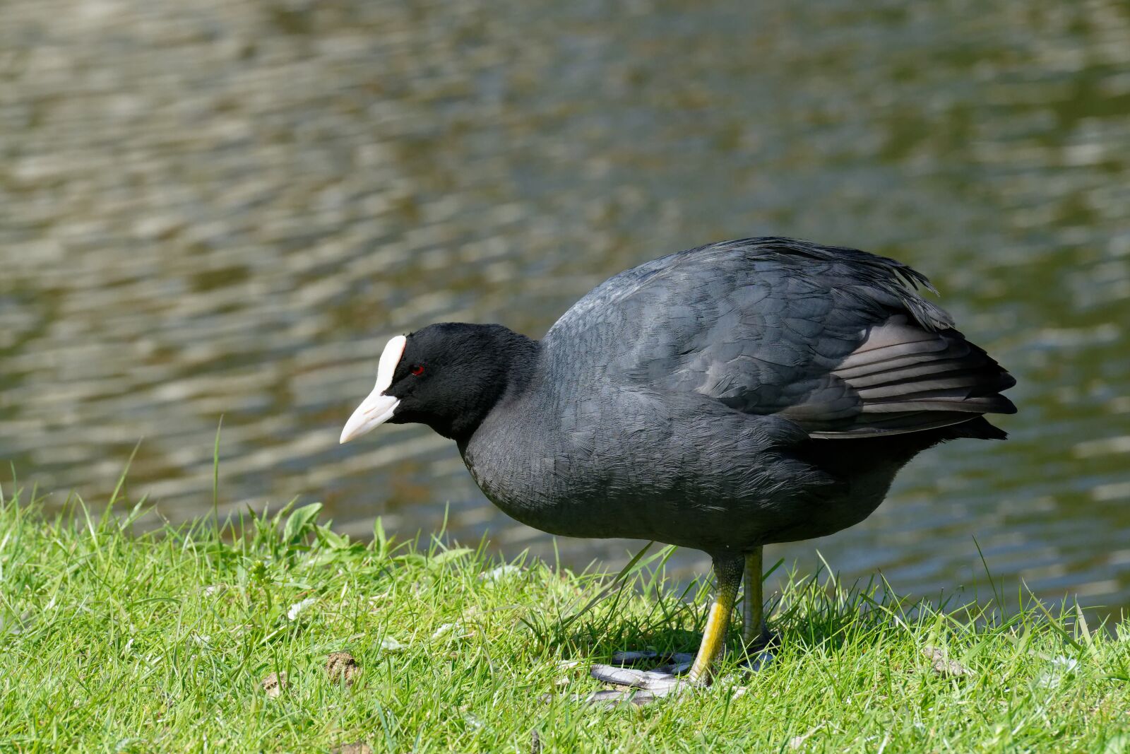 Nikon D7200 sample photo. Coot, water bird, animal photography
