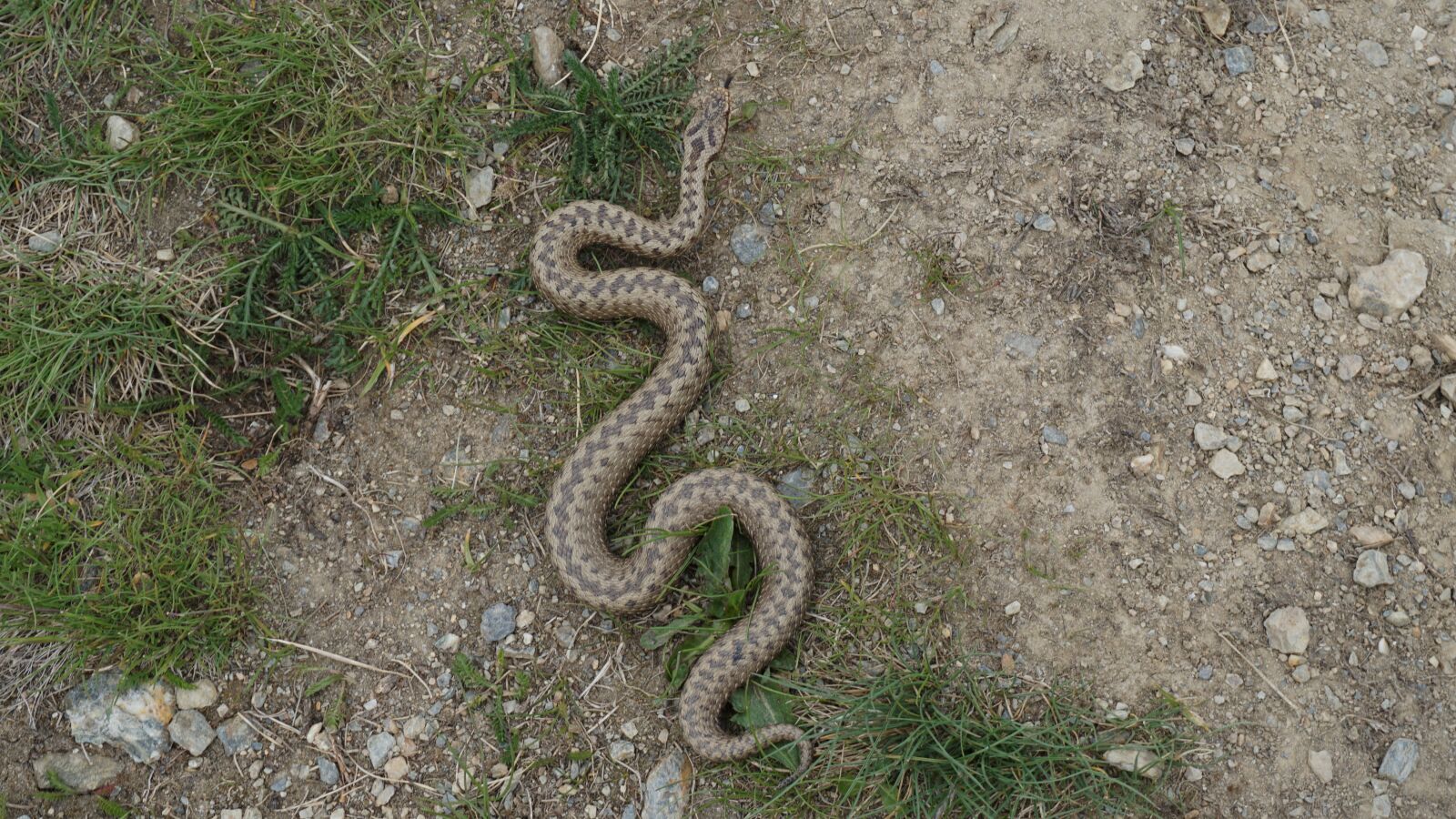 Sony a6000 sample photo. Snake, adder, mountains photography