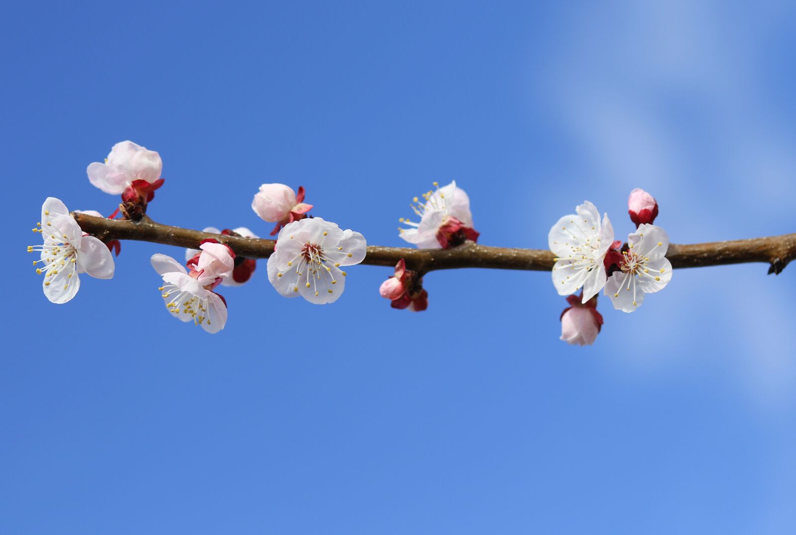 Canon EF-S 60mm F2.8 Macro USM sample photo. Flowers, white, casey photography