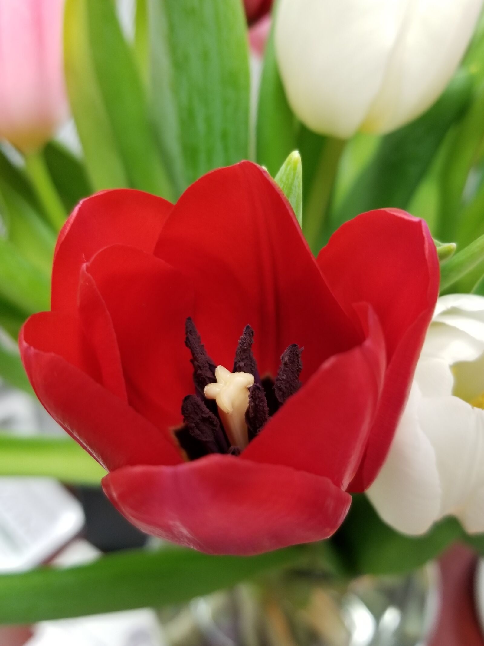 Samsung Galaxy S8 sample photo. Tulip, flowers, bloom photography