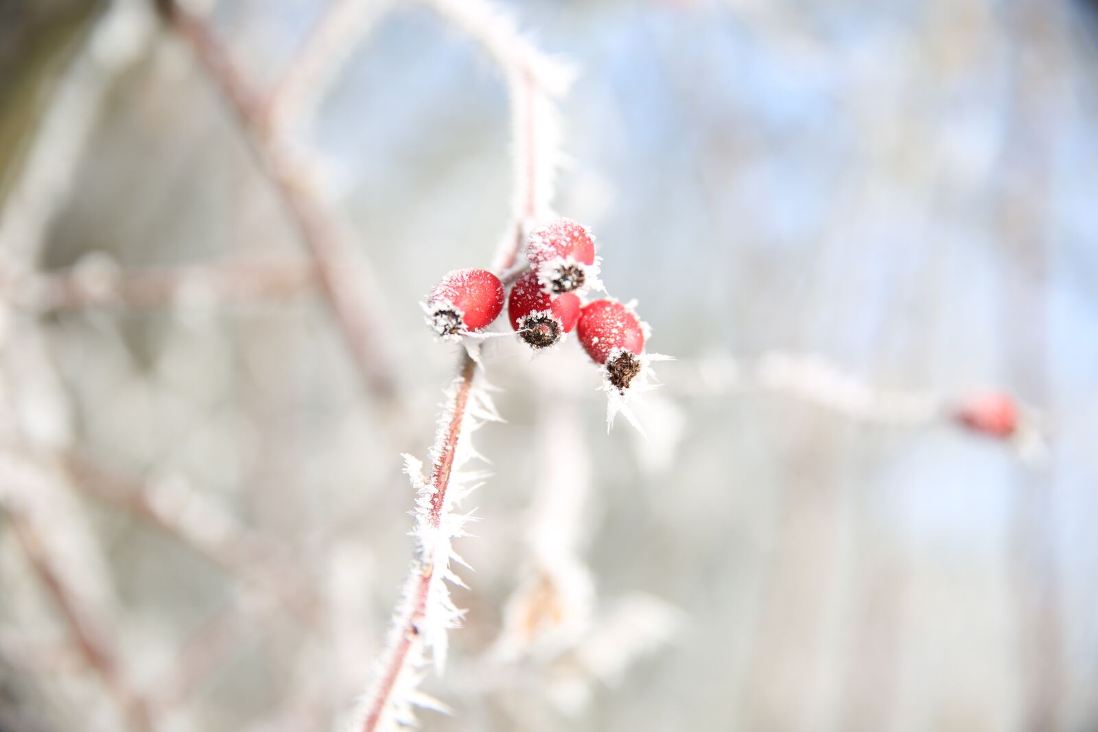 Canon EF 24-70mm F2.8L II USM sample photo. Rose hip, winter, iced photography