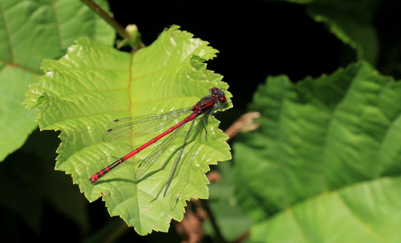 Canon EOS 700D (EOS Rebel T5i / EOS Kiss X7i) sample photo. Dragonfly, macro, insect photography