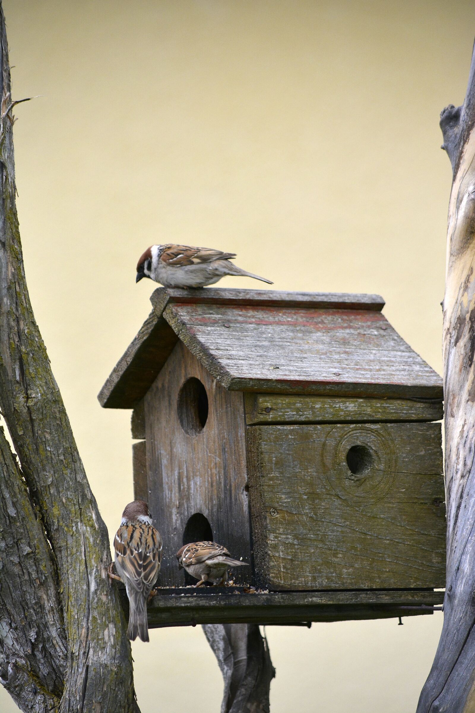 Nikon D5200 sample photo. Sparrow, bird, wildlife photography