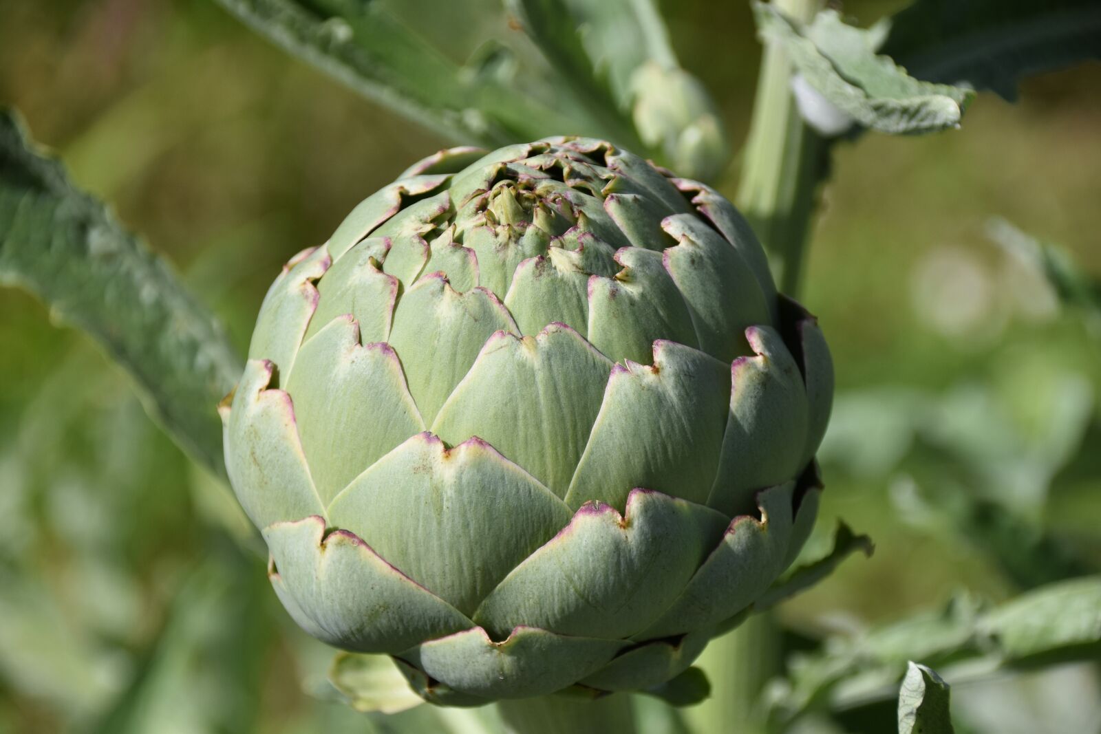 Nikon D5600 sample photo. Artichoke, vegetable, food photography