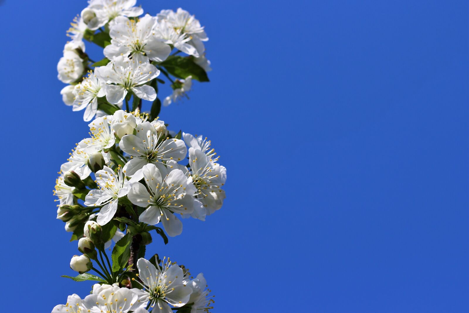 Canon EOS 650D (EOS Rebel T4i / EOS Kiss X6i) + Canon EF 50mm F1.8 II sample photo. Spring, nature, floral photography