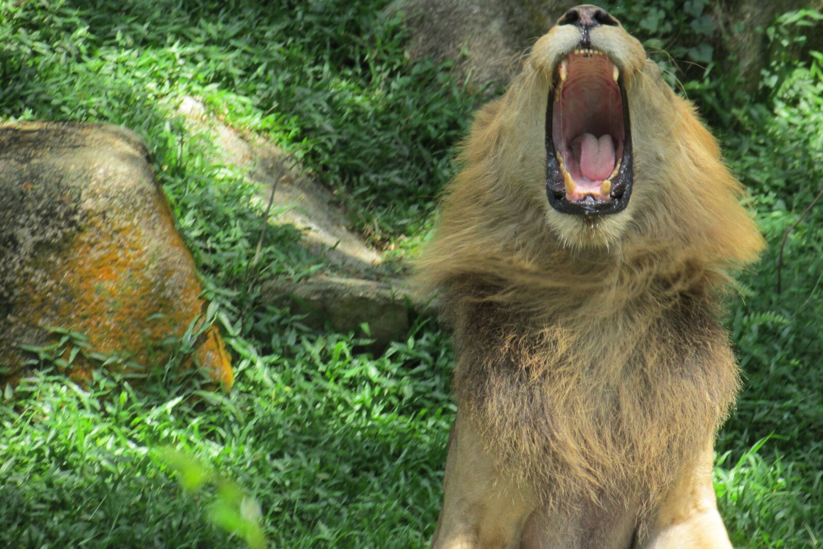 Canon PowerShot SX500 IS sample photo. Singapore zoo, zoo, lion photography