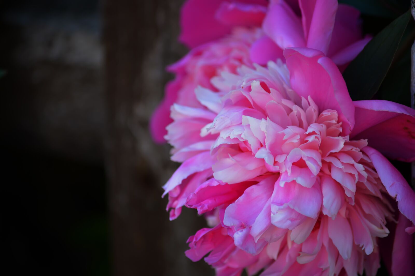 Nikon D5200 sample photo. Flowers, summer, spring photography