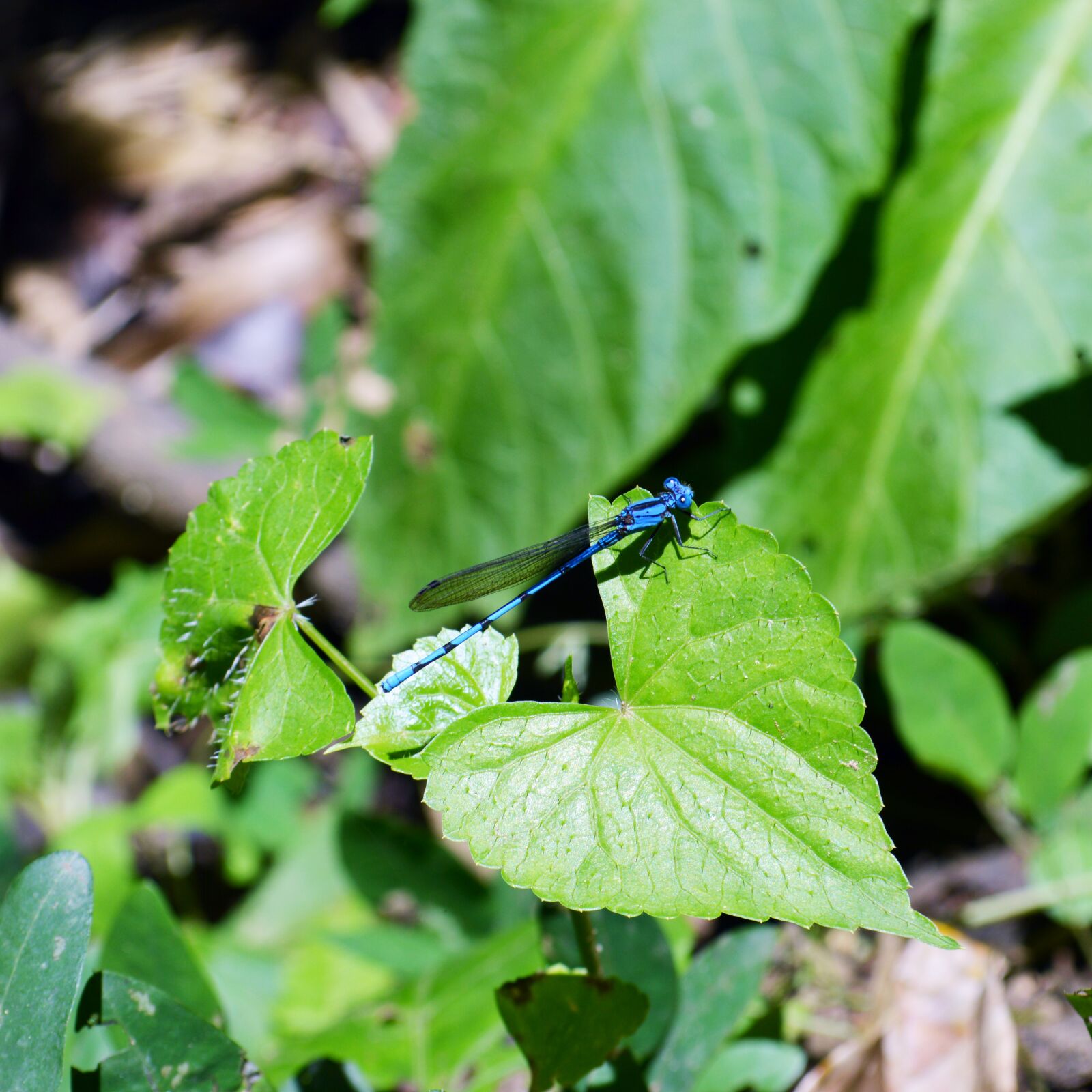 Nikon D3200 sample photo. Animals, plants, libelulas photography