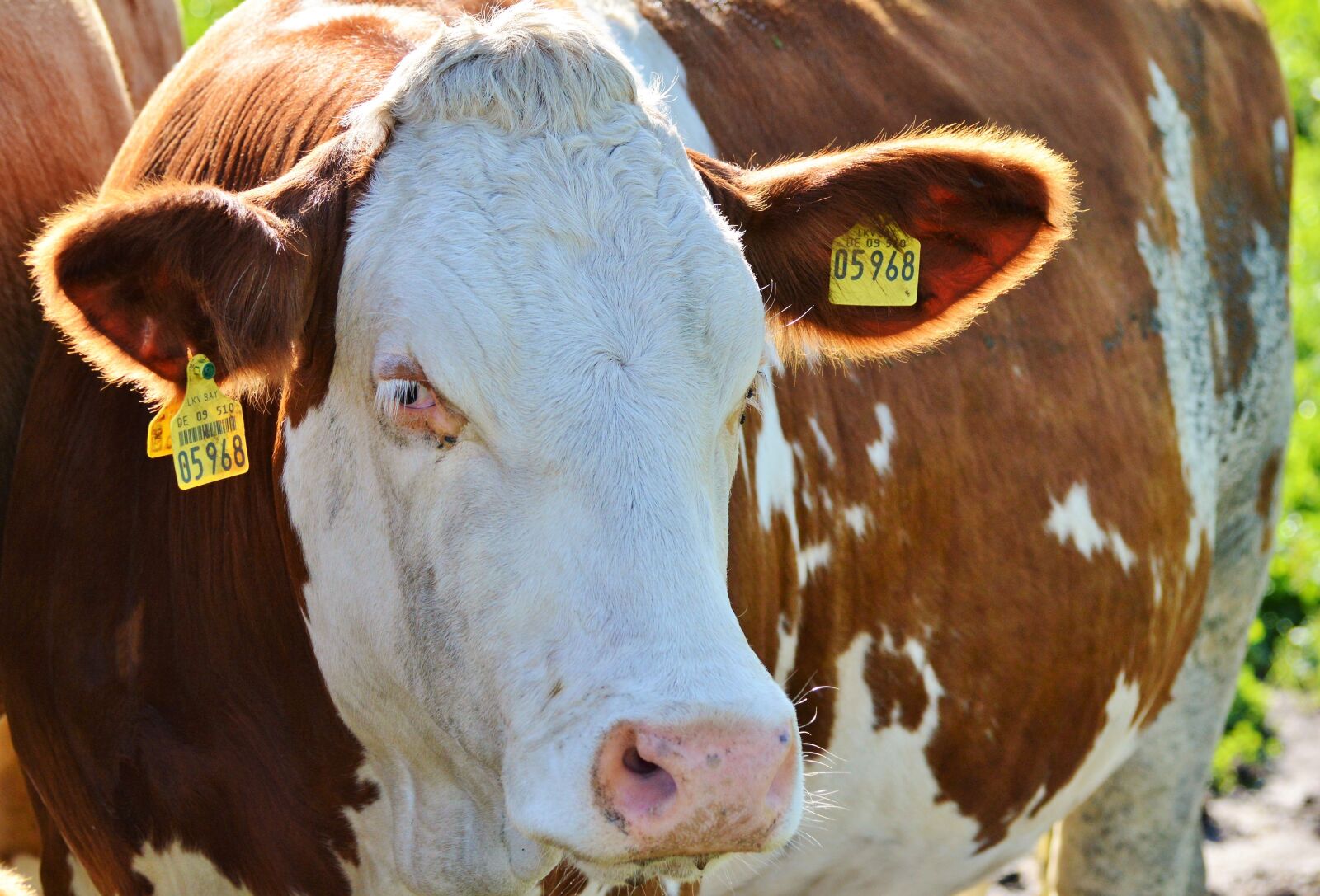 Nikon D3200 sample photo. Cow, beef, ruminant photography