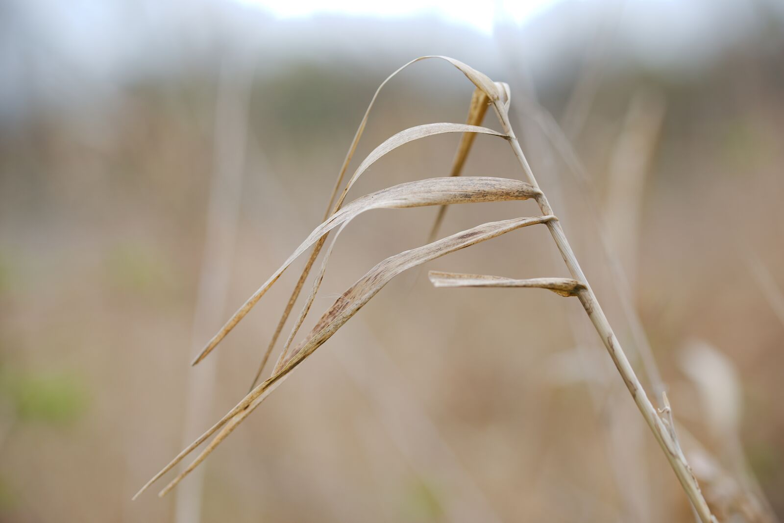 Canon EOS 6D sample photo. Nature, grass, growth photography