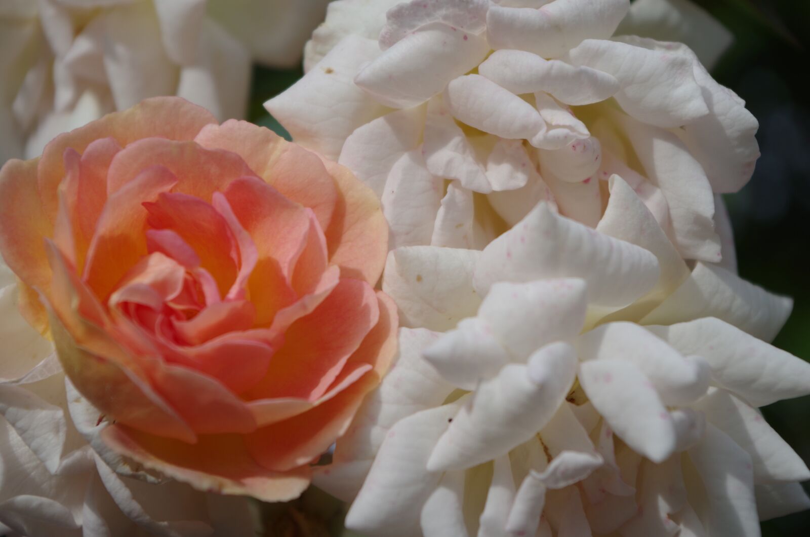 Pentax K-50 sample photo. Roses, blossom, bloom photography