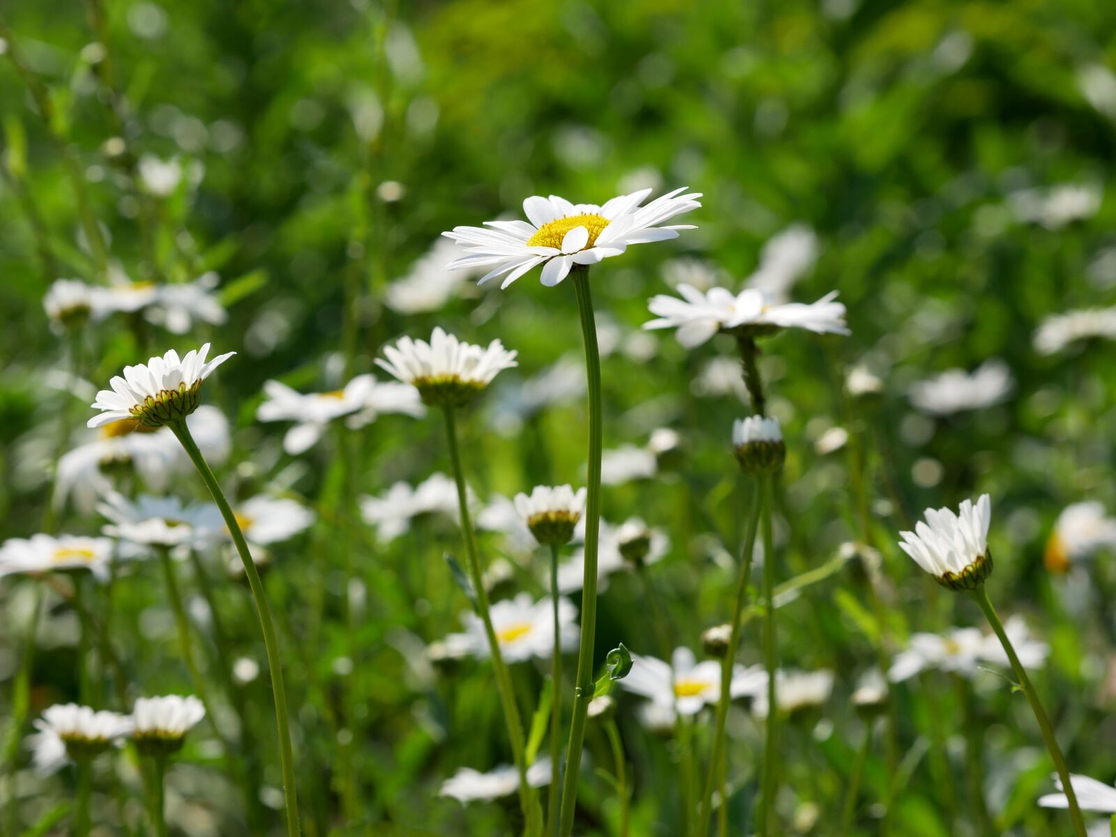 Panasonic Lumix DMC-GX85 (Lumix DMC-GX80 / Lumix DMC-GX7 Mark II) sample photo. Marguerite, white, daisies photography