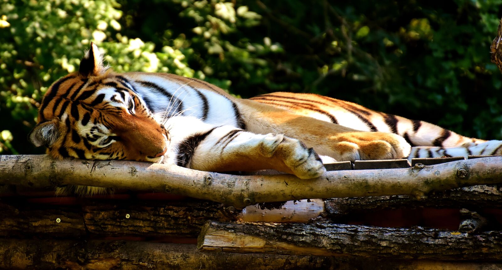 Nikon D7200 sample photo. Tiger, predator, fur photography