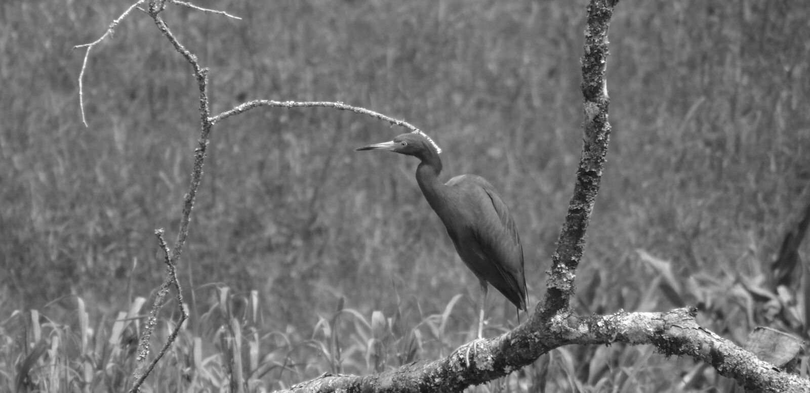 Nikon Coolpix P510 sample photo. Ave, heron osprey, bird photography