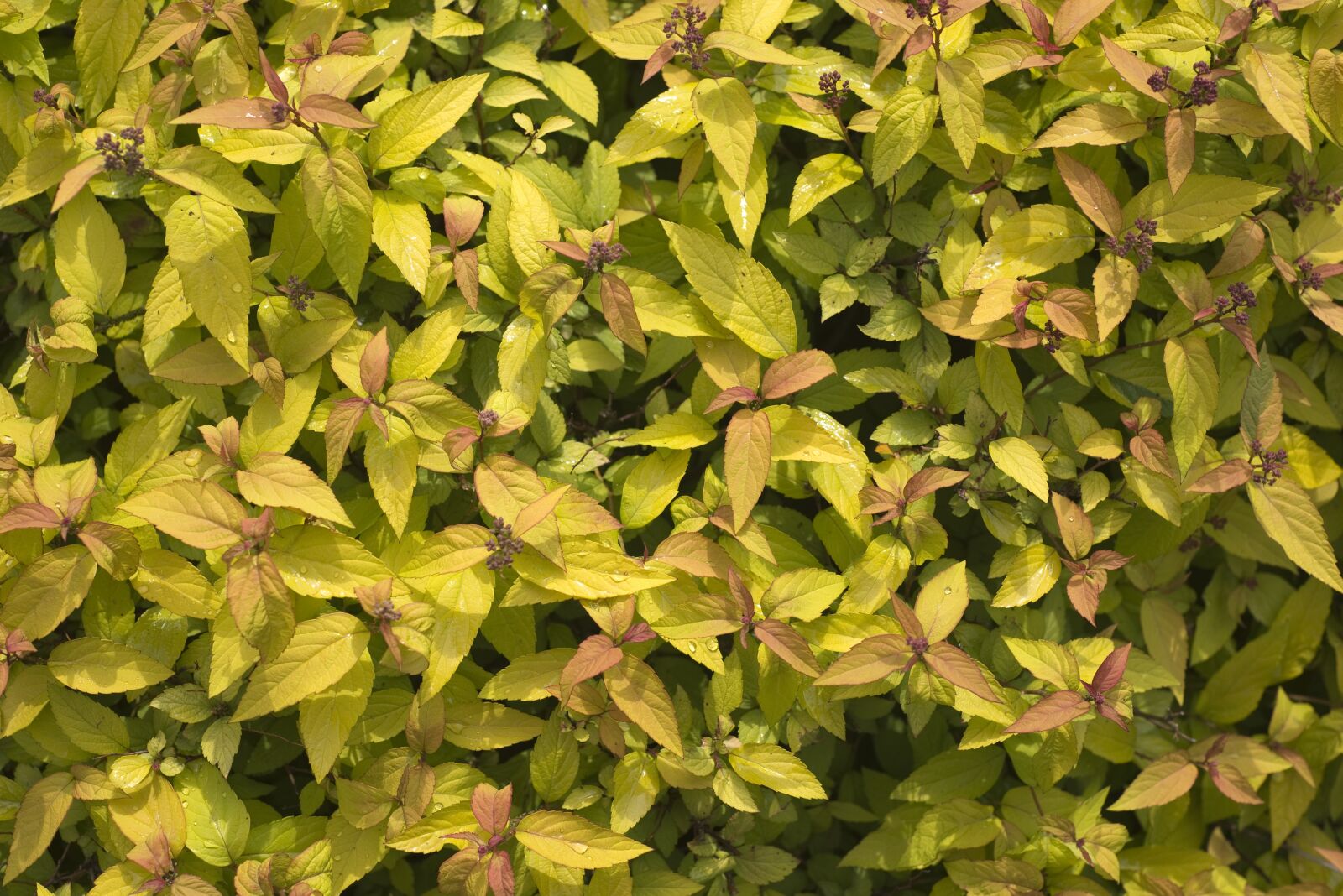 Nikon D610 sample photo. Background, bloom, bush photography