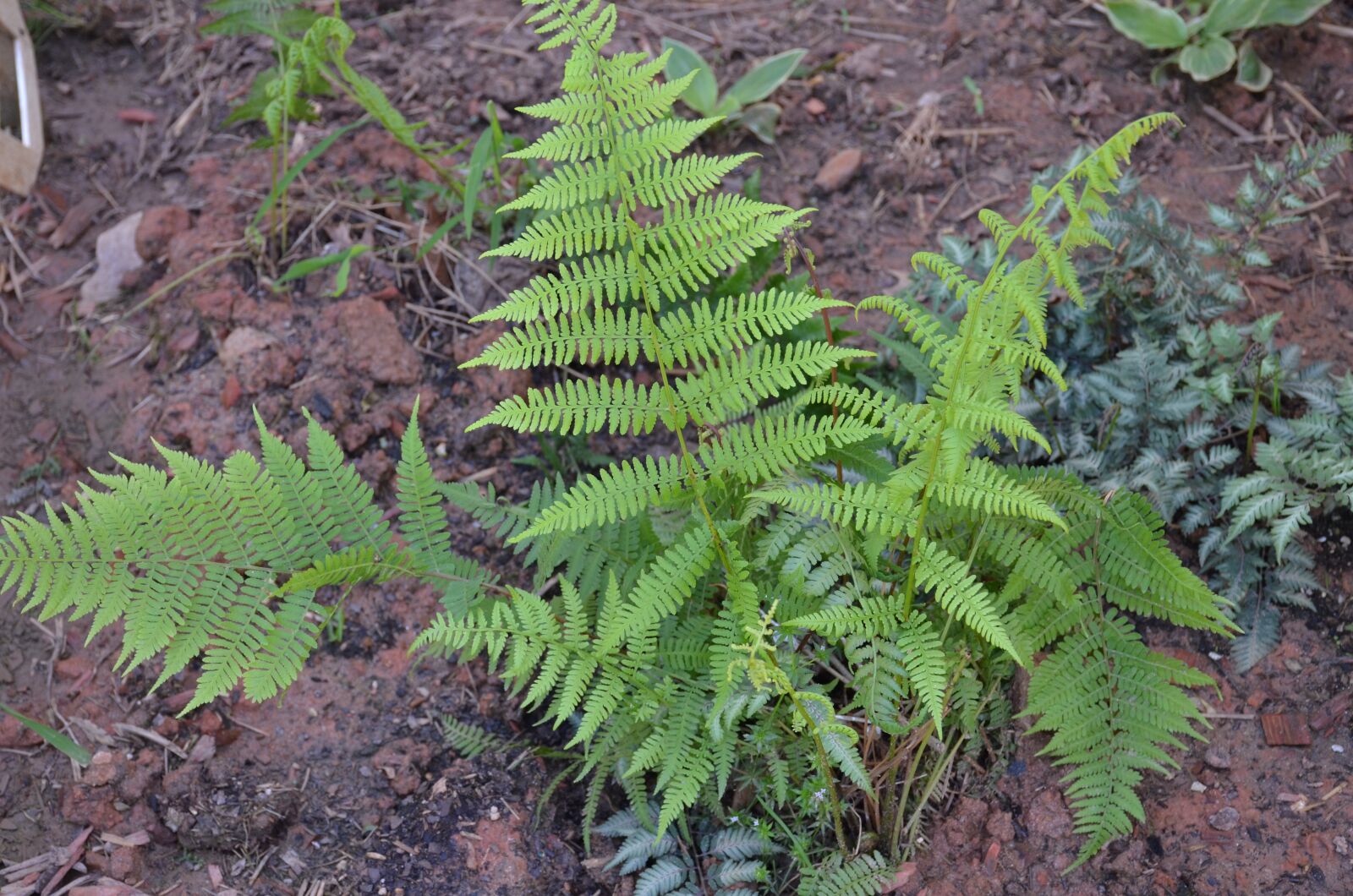 Nikon D7000 sample photo. Ferns, gardens, fern photography