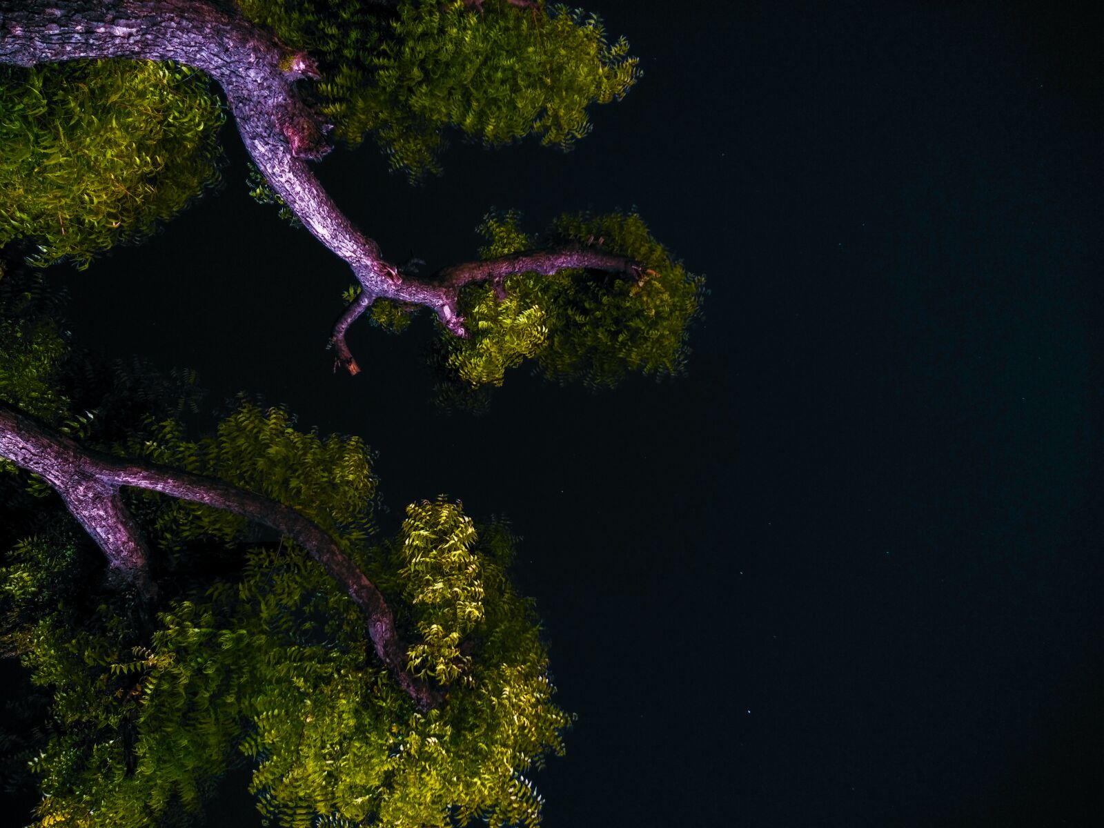 vivo V9 6GB sample photo. Tree, night, calm photography