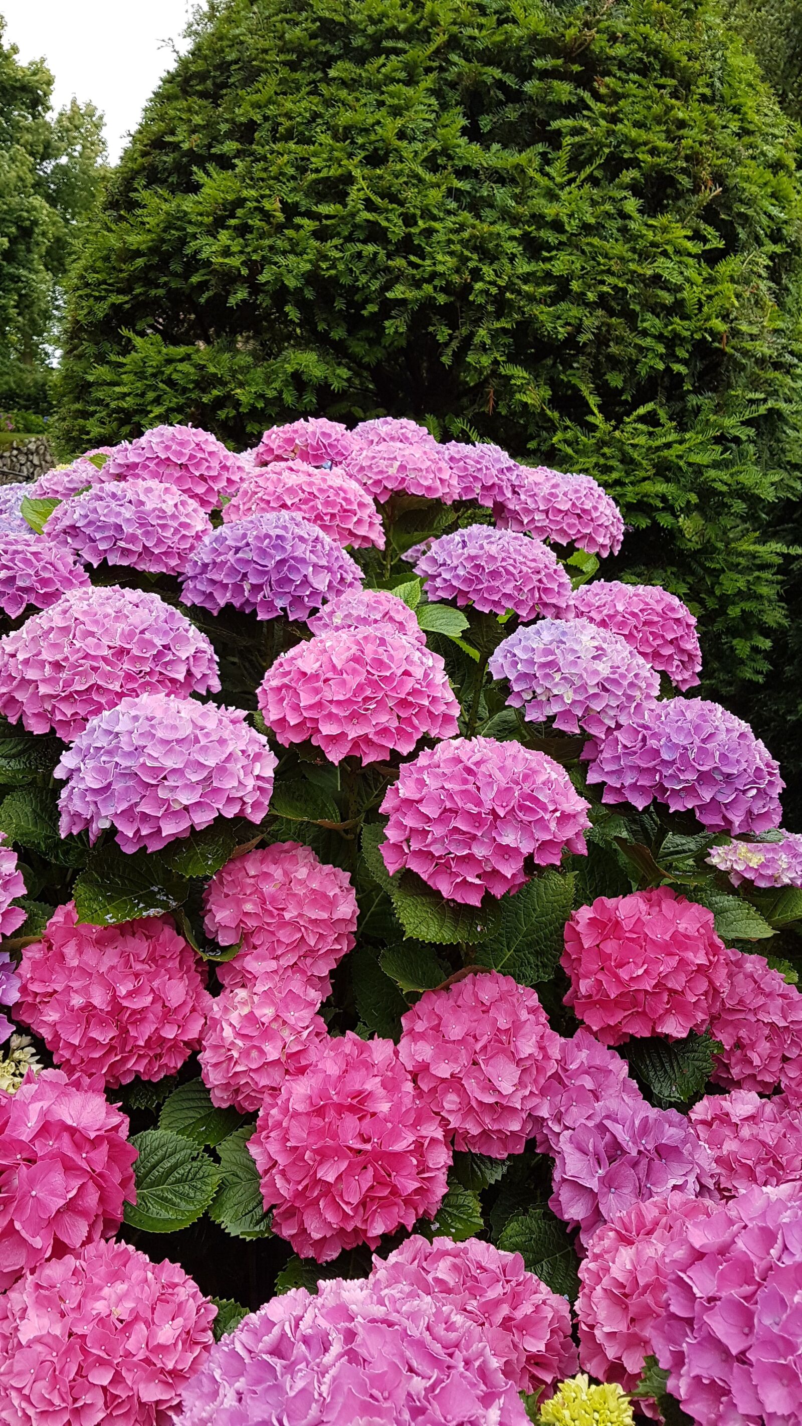 Samsung Galaxy S7 Edge sample photo. Hortensias, flores, cantabria photography