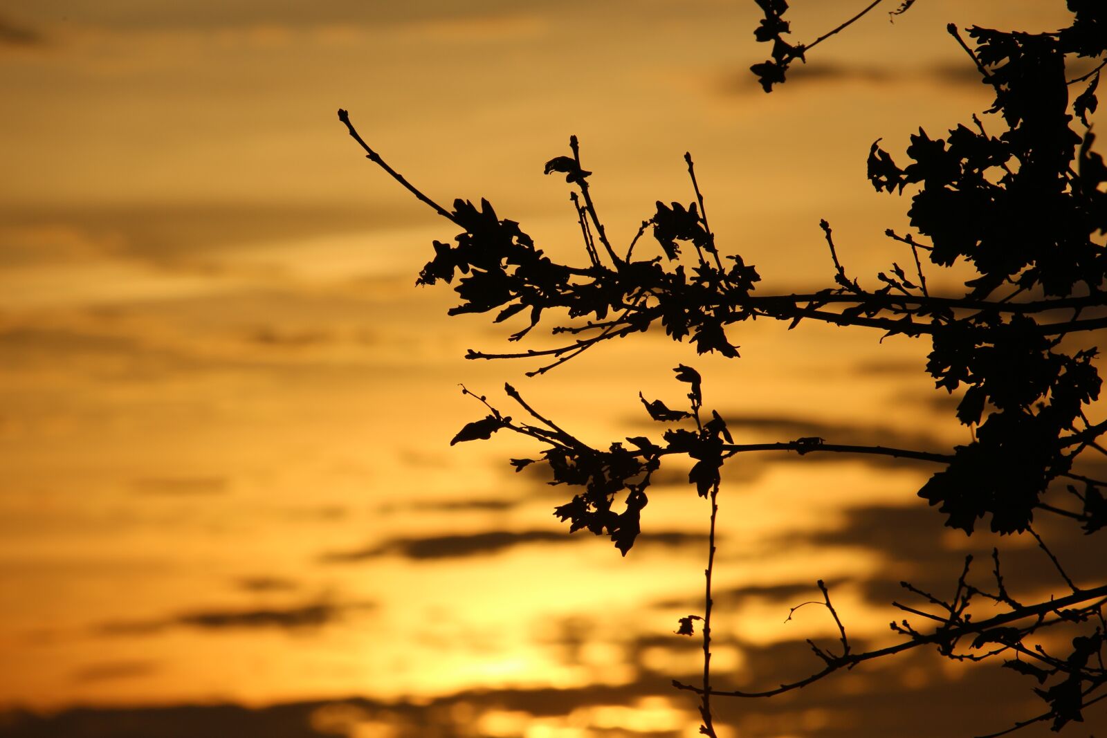 Canon EOS 100D (EOS Rebel SL1 / EOS Kiss X7) sample photo. Sun, sunset, evening sky photography