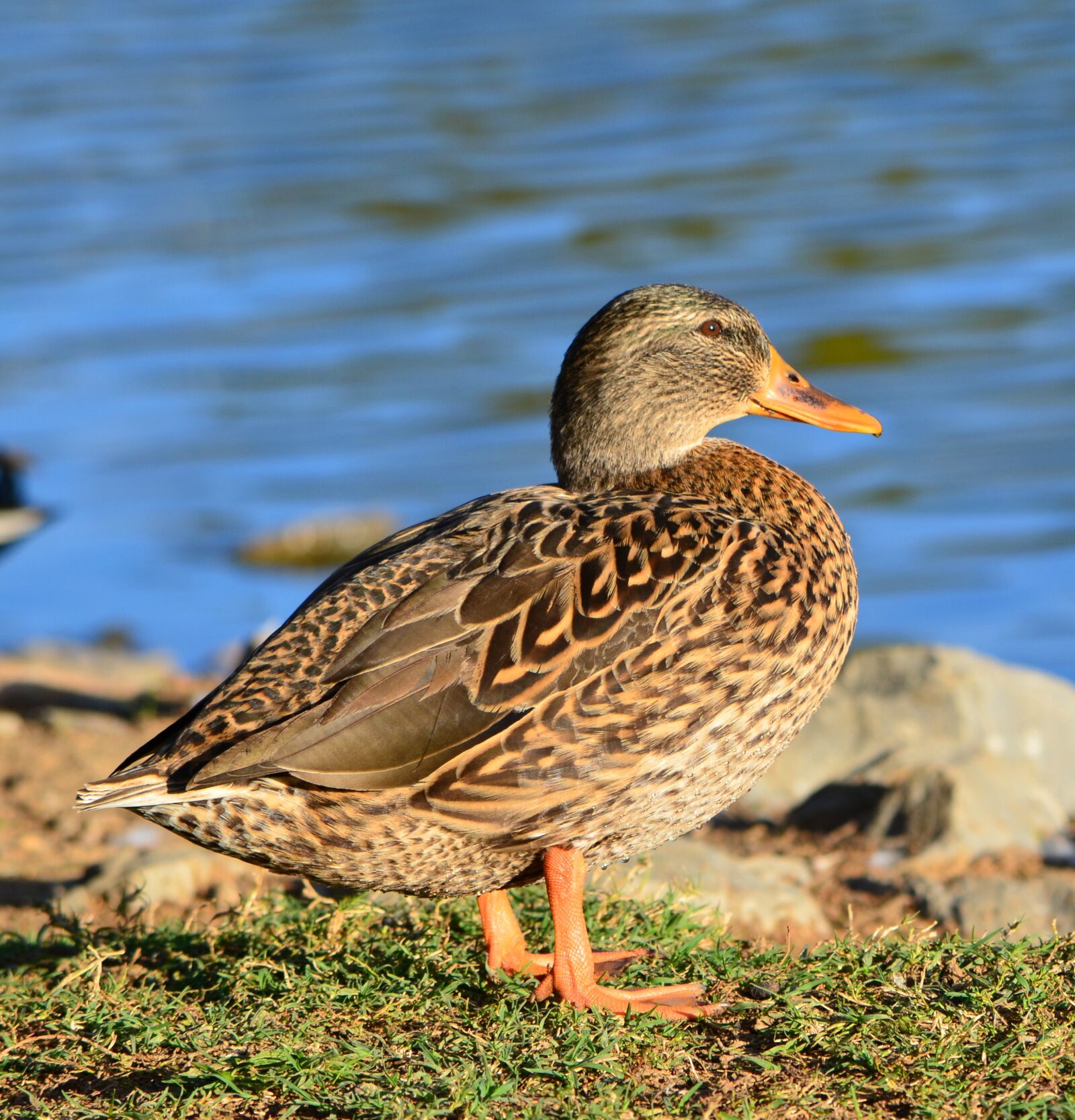Nikon D5100 sample photo. Duck, lake, nature photography
