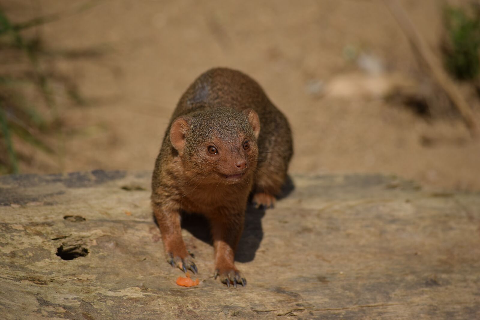 Nikon D3300 sample photo. Opel, zoo, kronberg photography