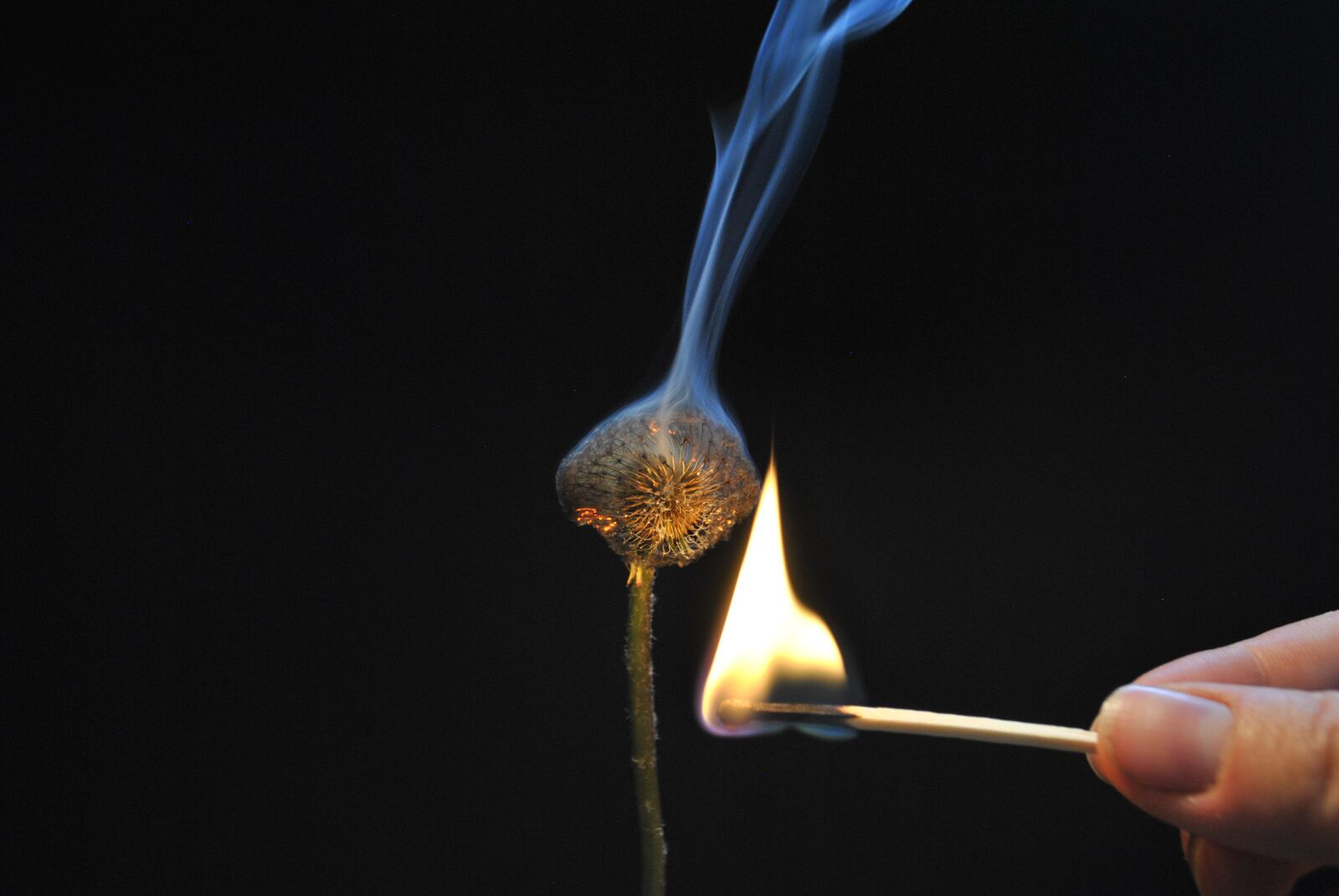Nikon D3000 sample photo. Flower, fire, light photography