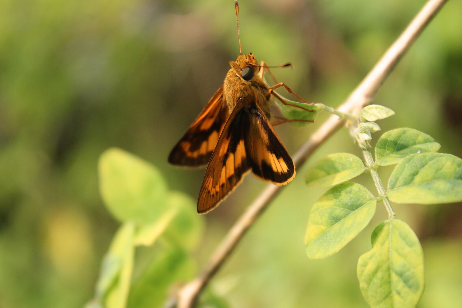Canon EOS 1200D (EOS Rebel T5 / EOS Kiss X70 / EOS Hi) sample photo. Butterfly, green, leaves photography