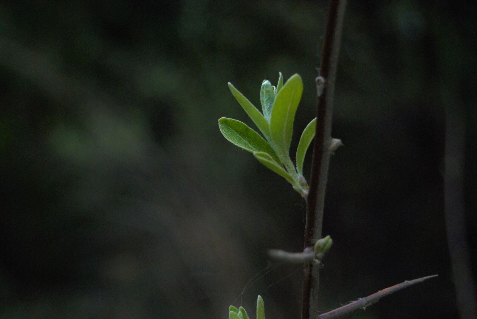 Nikon D40X sample photo. Bloom, bud, nature photography