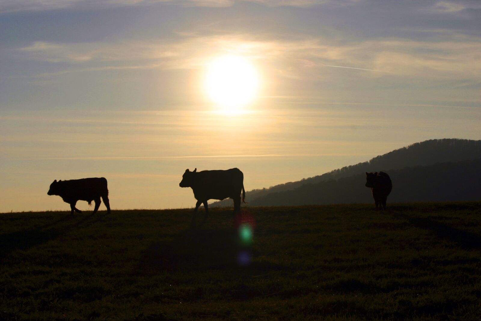 Canon EOS 300D (EOS Digital Rebel / EOS Kiss Digital) sample photo. Sunset, the cows, pasture photography