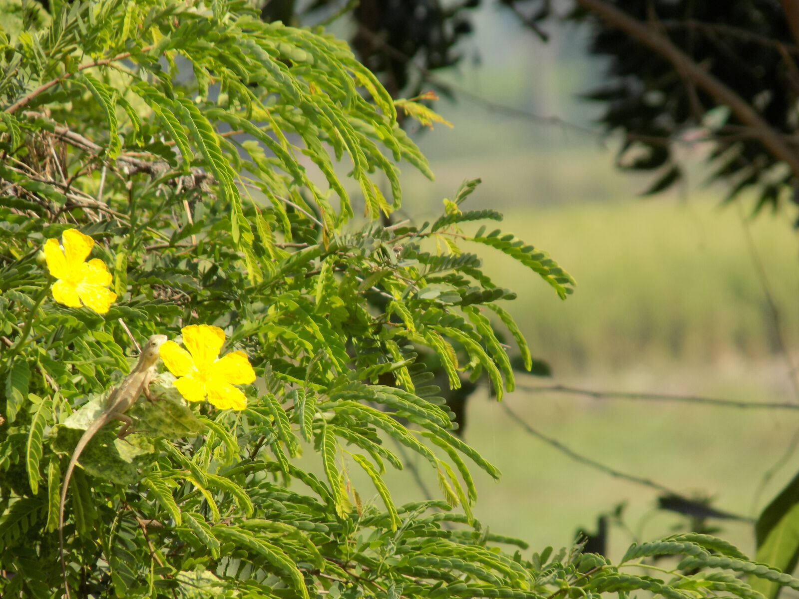 Nikon COOLPIX L340 sample photo. Bokeh, nature, yellow photography