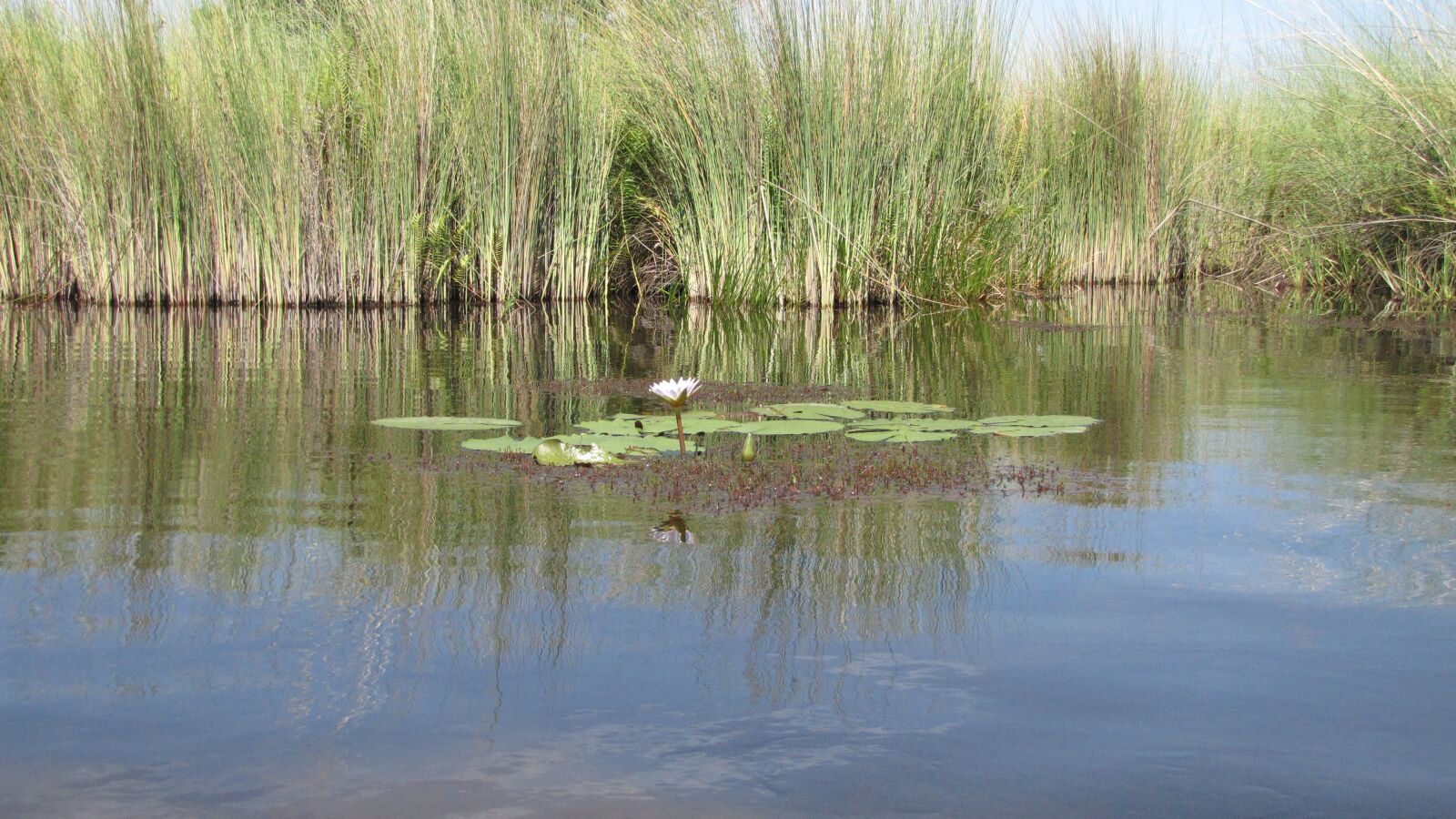 Canon PowerShot SX1 IS sample photo. Botswana, river, nature photography