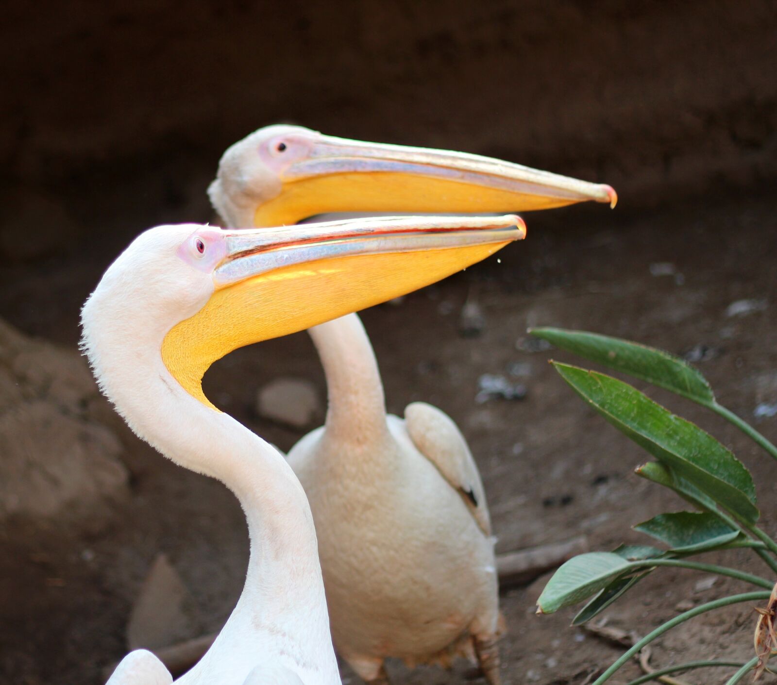 Canon EOS 600D (Rebel EOS T3i / EOS Kiss X5) + Canon EF 50mm F1.8 II sample photo. Bird, yellow, white photography