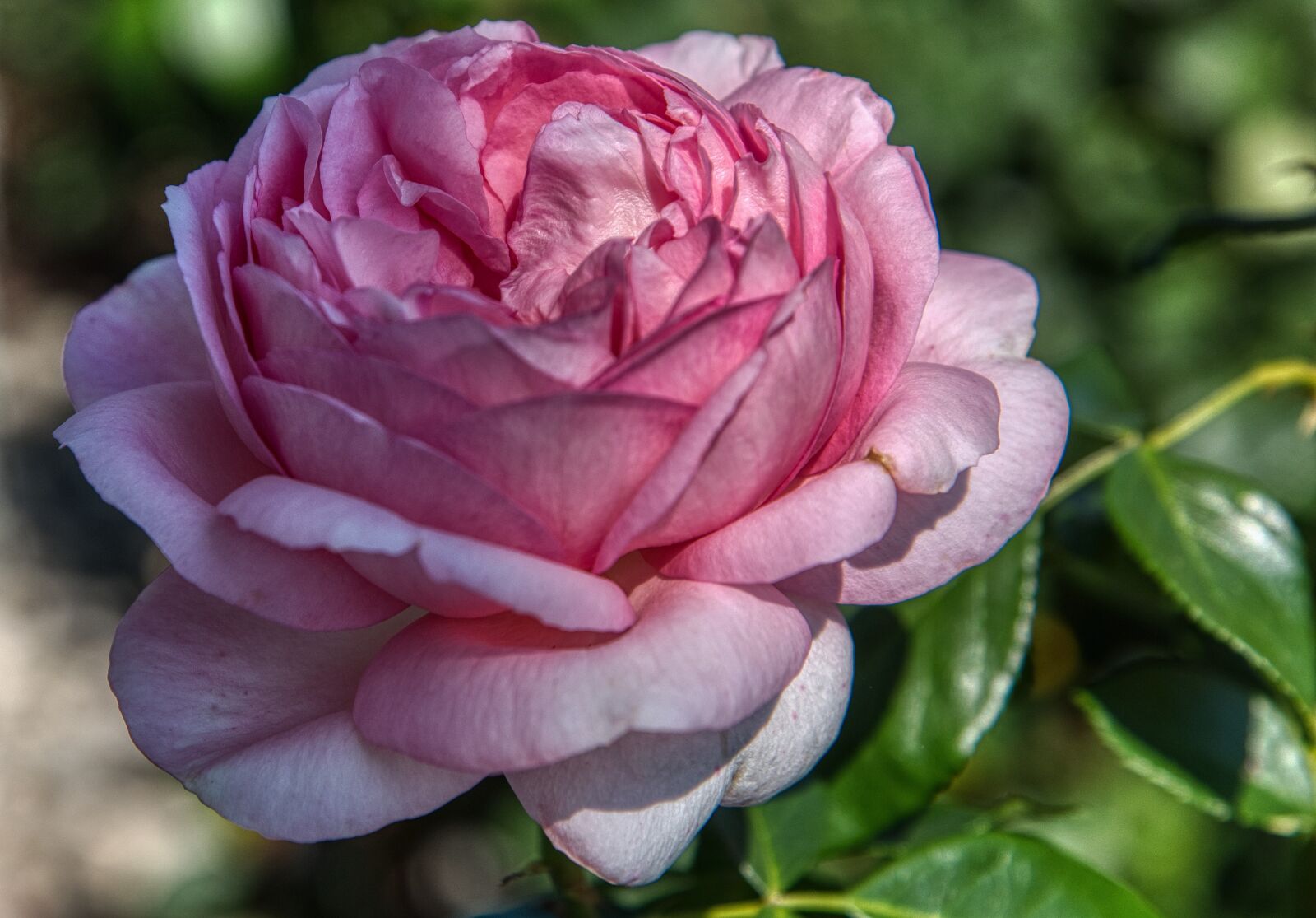 Nikon D750 sample photo. Rose, pink, blossoms photography