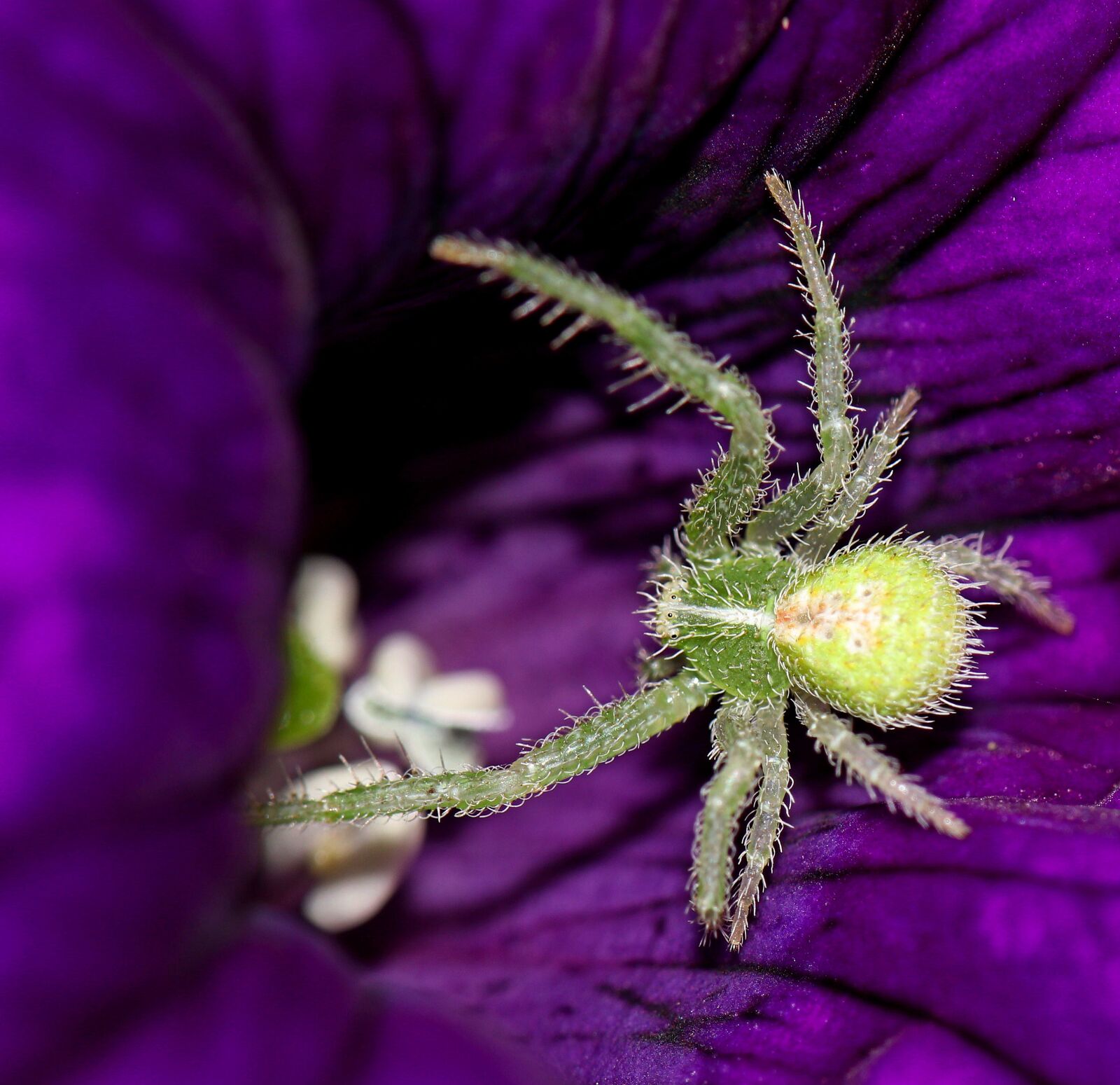 Canon EOS 80D sample photo. Spider, green, nature photography
