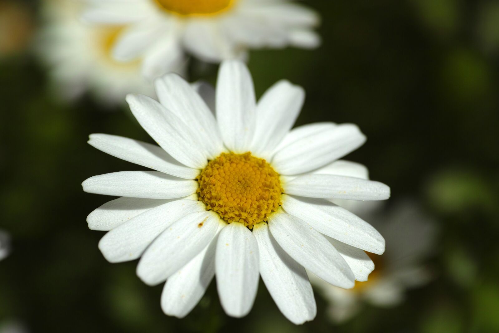 Sigma DP3 Merrill sample photo. Daisy, flower, macro photography