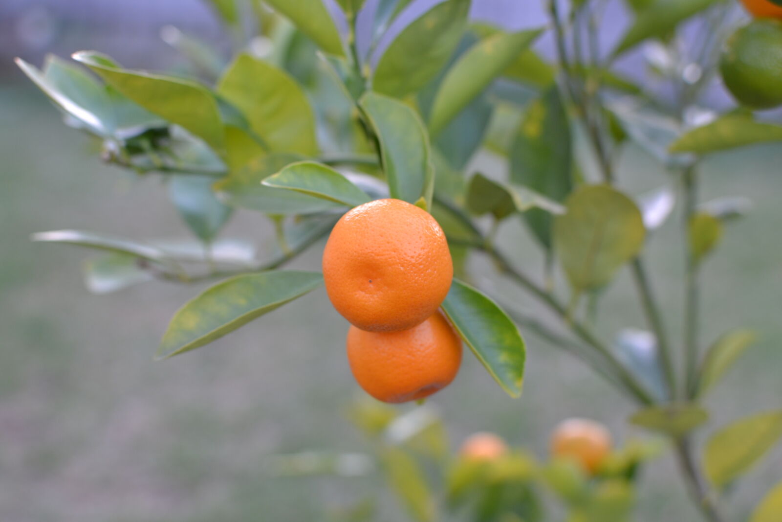 Nikon D3100 + Nikon AF-S DX Nikkor 35mm F1.8G sample photo. Fruit, kumquat photography