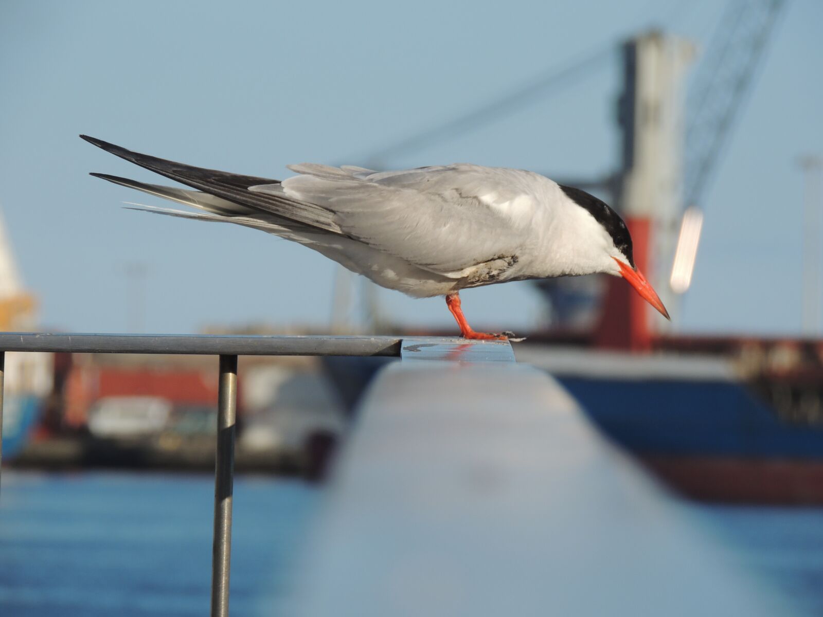 Nikon Coolpix P510 sample photo. Bird, azores, portugal photography