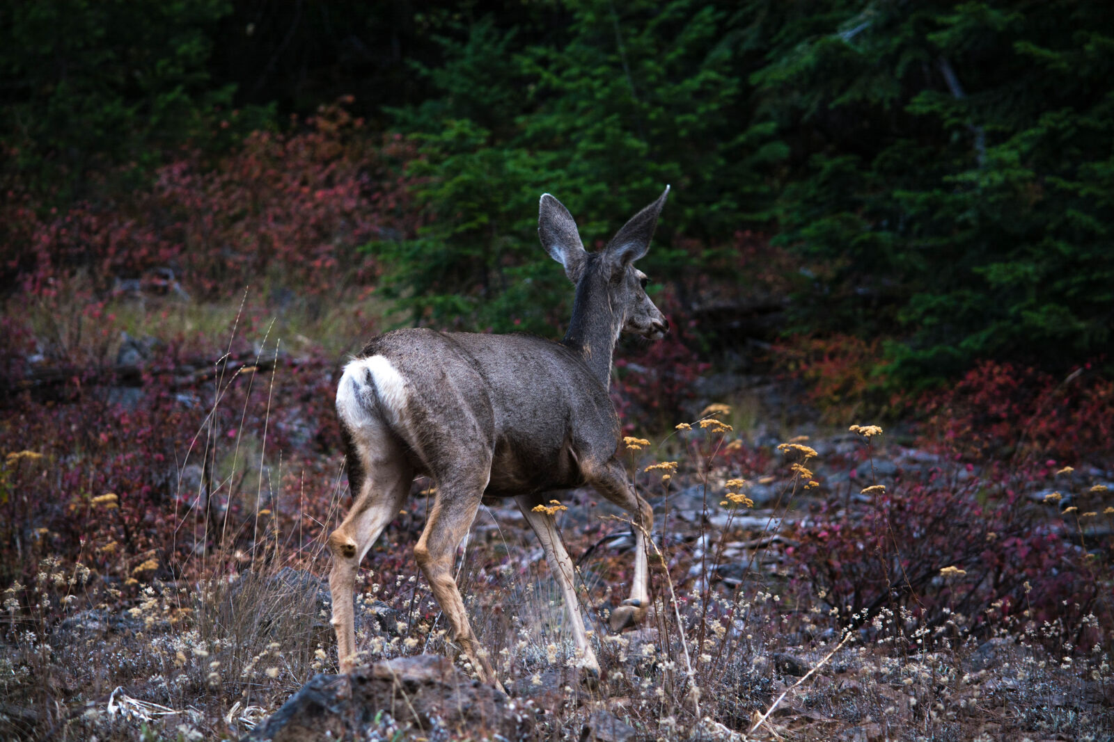 Nikon D5200 sample photo
