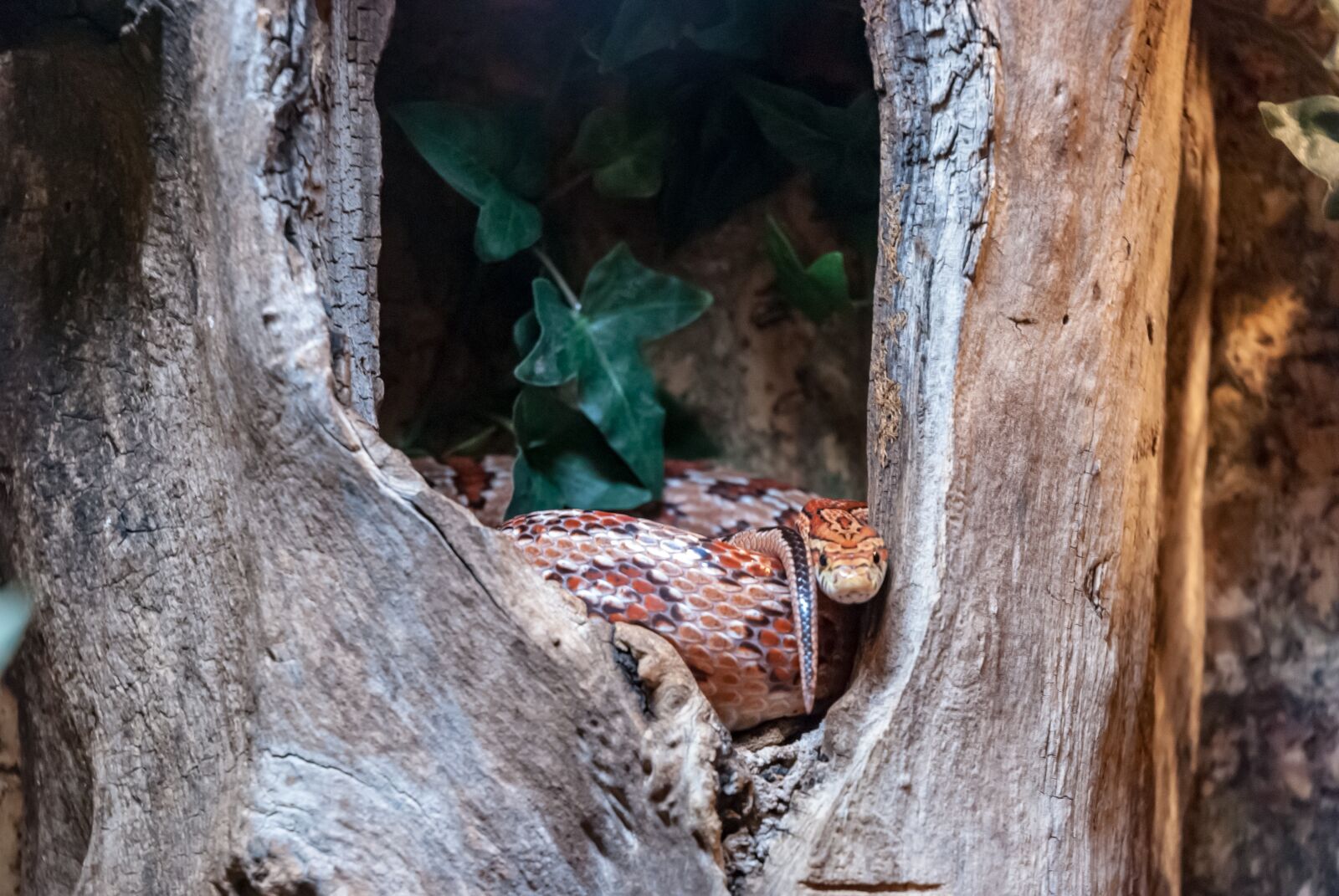 Nikon D80 sample photo. Animal, snake, reptile photography