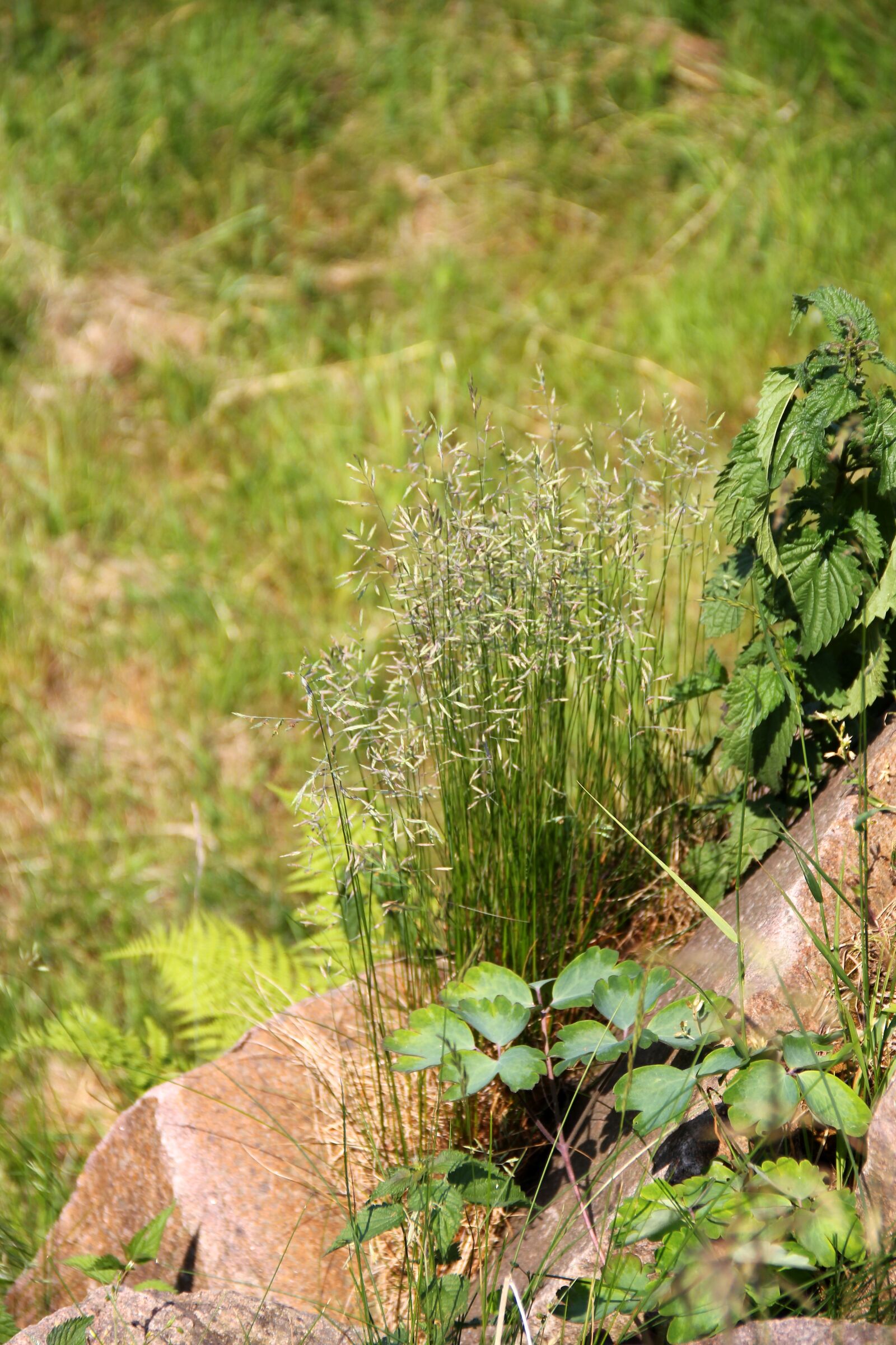 Canon EOS 550D (EOS Rebel T2i / EOS Kiss X4) sample photo. Grass, garden, meadow photography
